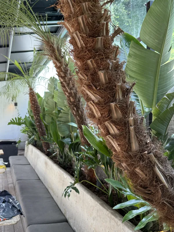 Palmera pindó en el cantero de hormigón del patio interno