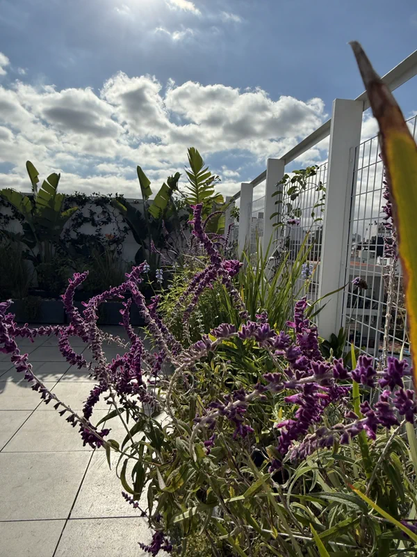 Salvias violetas en flor con el cielo de la ciudad detrás