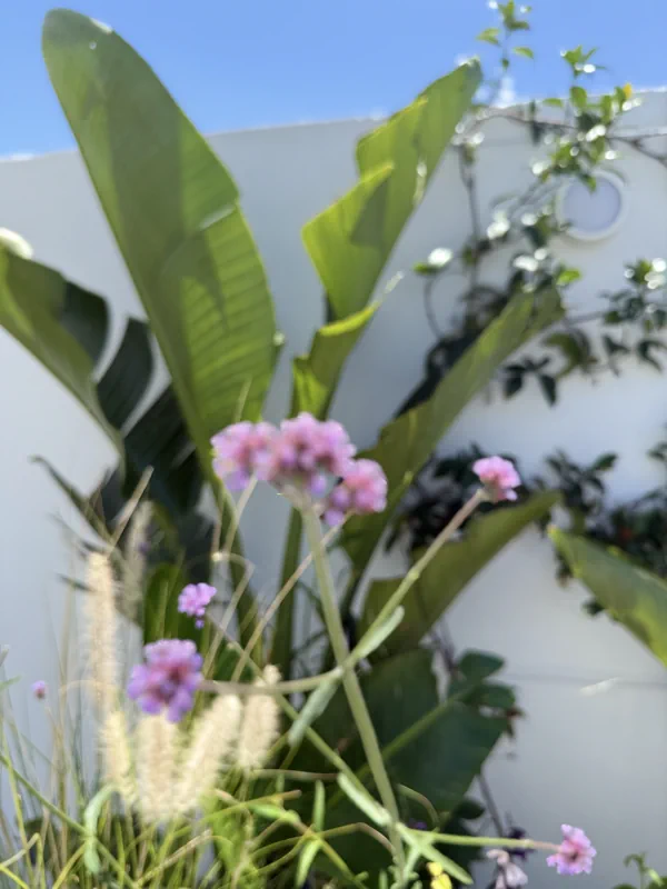 Verbena rosada en primer plano entre hojas tropicales