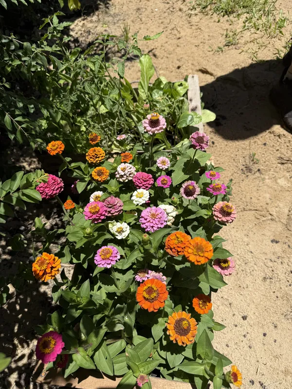 Zinnias en flor en la huerta