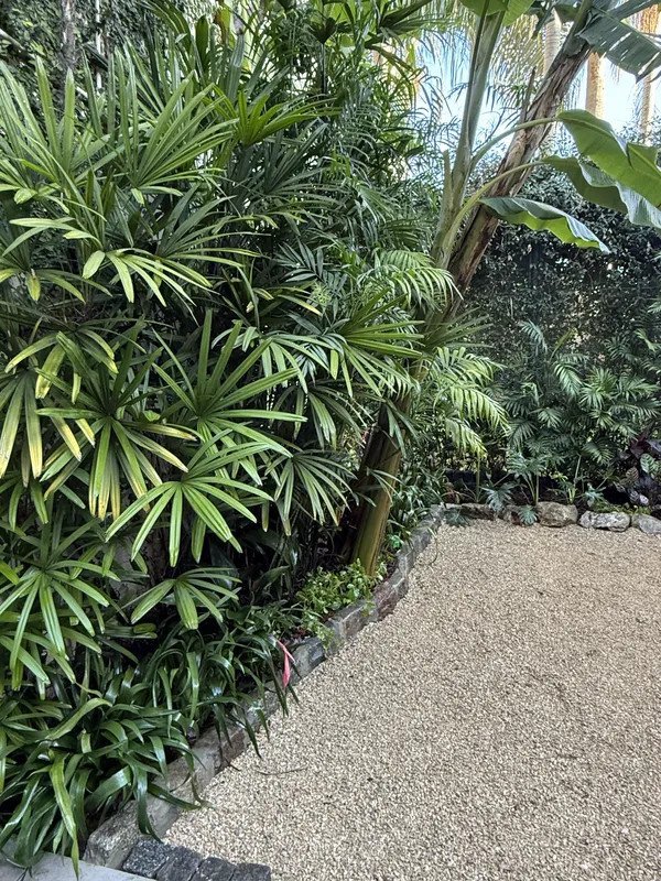 Muro denso de palmeras rhapis