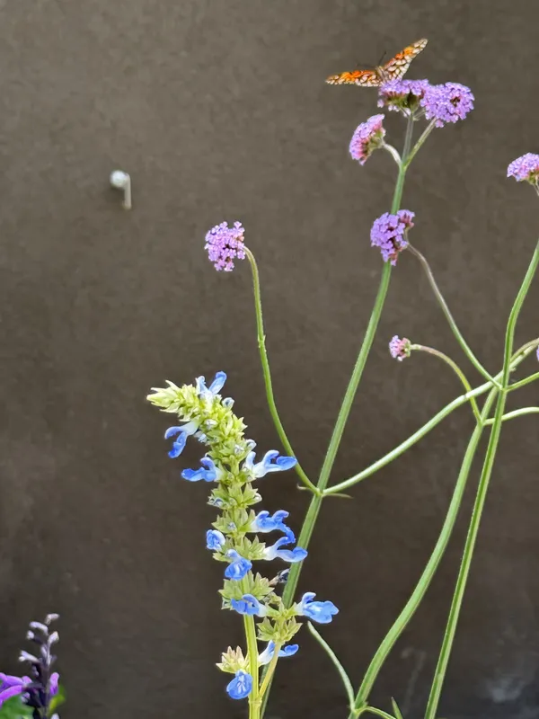 Verbena y salvia azul contra el muro gris