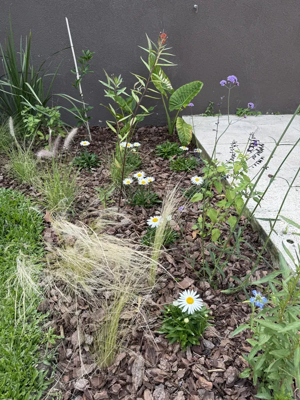 Cantero de gramíneas y margaritas recién florecido